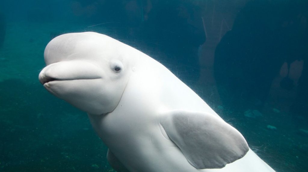 Beluga e1531663106478 1024x571