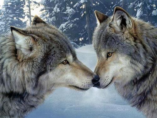 Loups 3